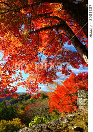岡城の紅葉 岡城の紅葉 8981887