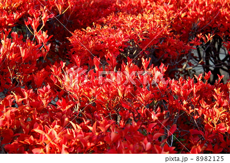 ドウダンツツジ ドウダンツツジ 8982125