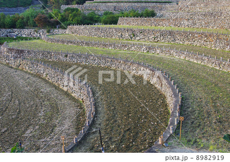 石垣みごとな深野のだんだん田 石垣みごとな深野のだんだん田 8982919