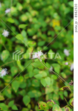 コウヤボウキの花 8982920