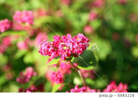 そばの花 そばの花 8983226
