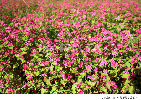 そばの花 8983227