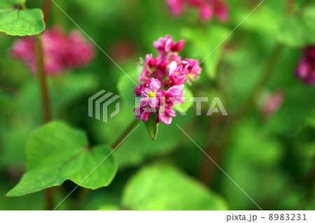 そばの花 そばの花 8983231