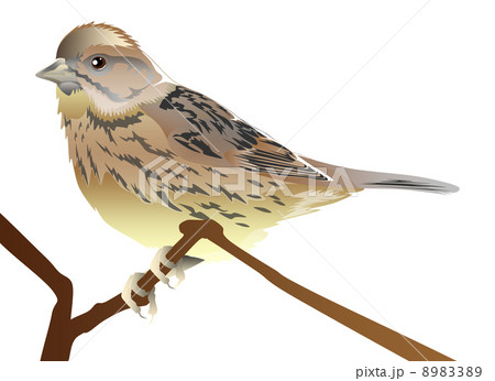 アオジのイラスト 8983389