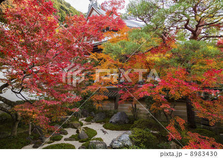 永観堂の紅葉 8983430