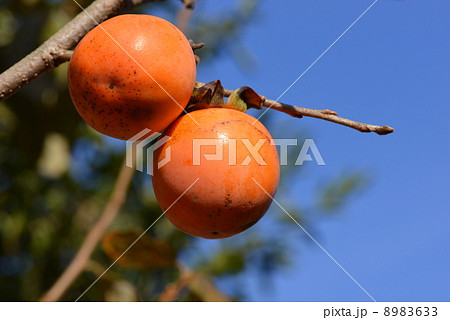 山柿 8983633