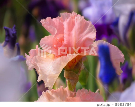 ジャーマンアイリス 8983784