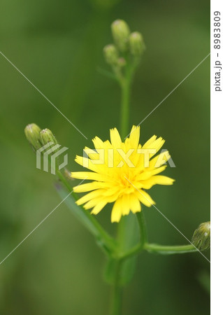 のげしの花 のげしの花 8983809
