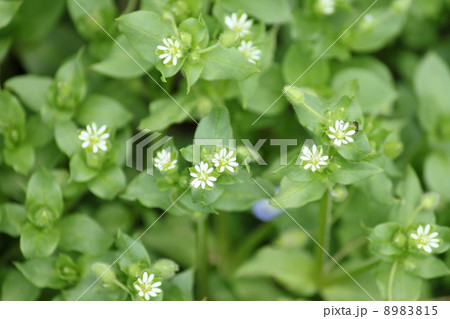 はこべの花 8983815