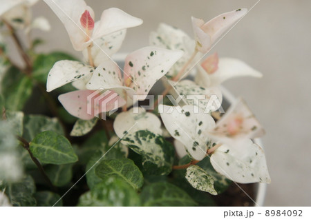 ゴシキカズラ ゴシキカズラ 8984092