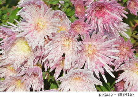 食用菊　もってのほか 8984167