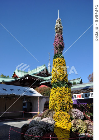 亀戸天神社　菊の展示会 8984341