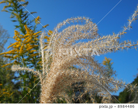 風になびくススキ 8984486