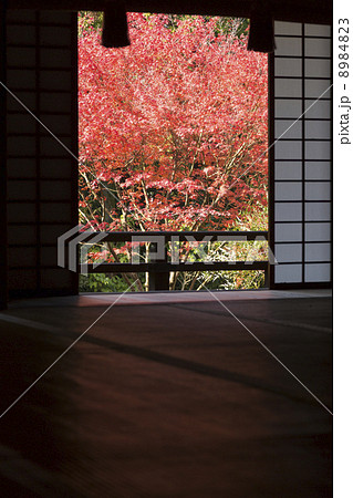 青蓮院門跡 宸殿と紅葉 青蓮院門跡 宸殿と紅葉 8984823