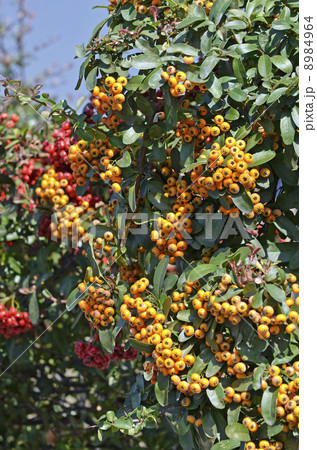 ピラカンサの実 8984964
