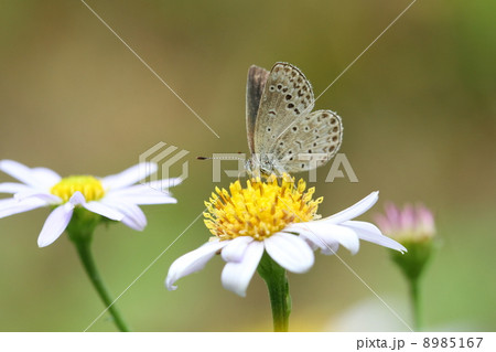 ヤマトシジミ 8985167