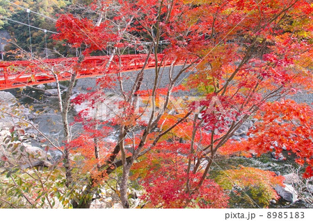 武田尾温泉の紅葉(武庫川上流)「新西宮観光100選」 武田尾温泉の紅葉(武庫川上流)「新西宮観光100選」 8985183