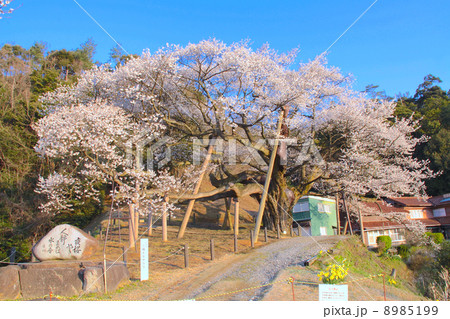 朝日を浴びる満開の三隅大平桜 樹齢660年以上 国指定天然記念物 の写真素材