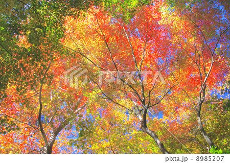 有馬温泉、瑞宝寺公園の日暮らしの庭の紅葉（全国的にも有名な紅葉の名所） 8985207