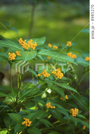 キミノセンリョウ キミノセンリョウ 8985270