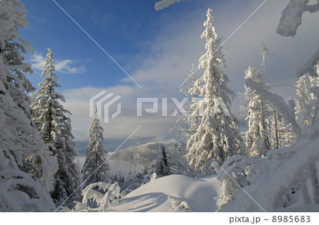 majestic winter day majestic winter day 8985683