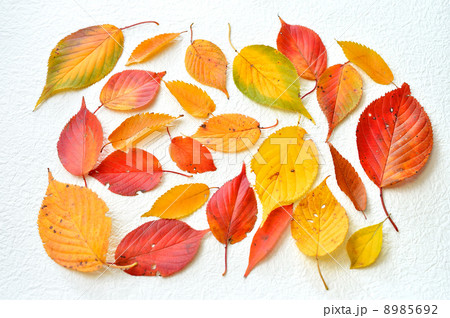 秋の落ち葉(紅葉)。 秋の落ち葉(紅葉)。 8985692