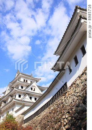 11月岐阜 郡上八幡城・天守 8985716