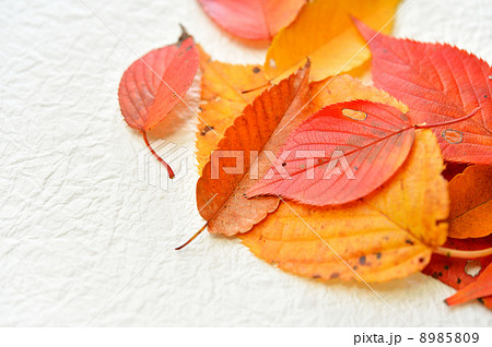 秋の落ち葉(紅葉)。 秋の落ち葉(紅葉)。 8985809