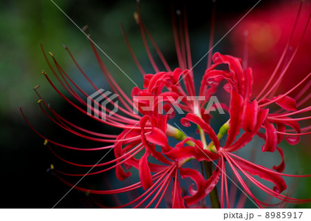 彼岸花 彼岸花 8985917
