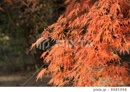 手向山の紅葉 手向山の紅葉 8985998