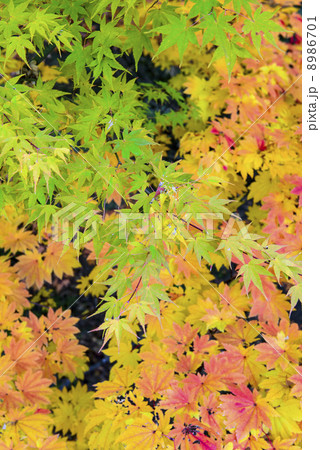モミジ 8986701