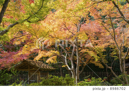 紅葉 8986702