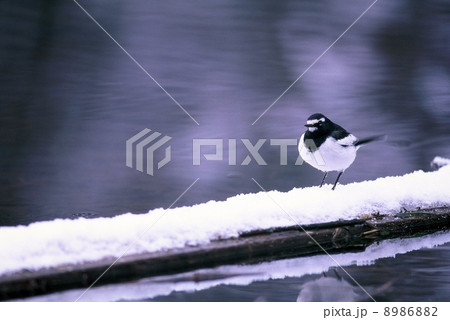 雪の中のセグロセキレイ 8986882