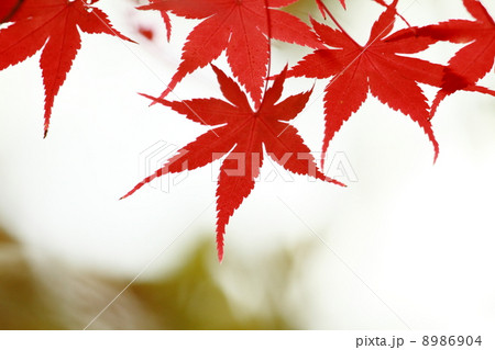 紅葉201311137d2 8986904