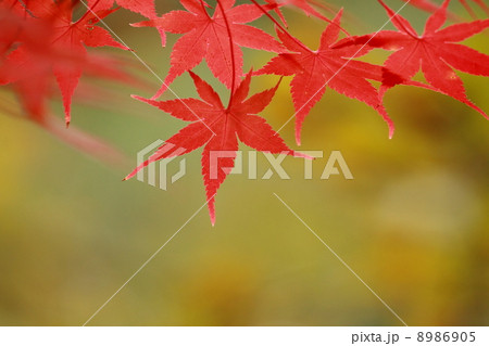 紅葉201311137d3 8986905