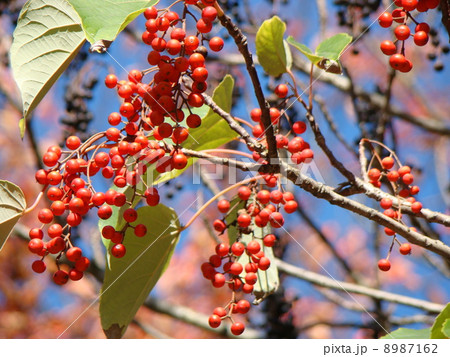 イイギリ 8987162