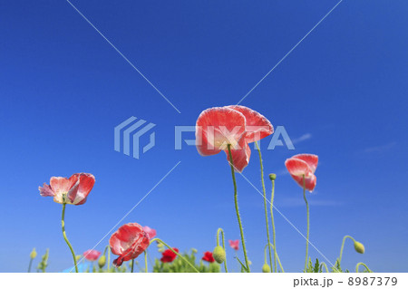 ひなげしの花 8987379