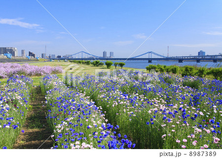 東京都 荒川河川敷のお花畑の写真素材 873