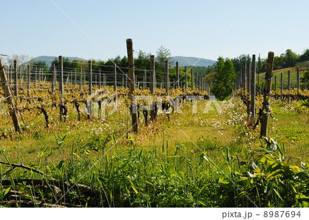 ワインぶどう畑（初夏）・北海道余市町 8987694