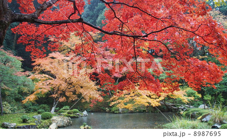 京都紅葉 8987695