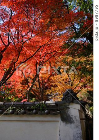 久安寺の紅葉 8987795