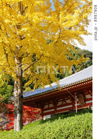 久安寺のイチョウ 8987808