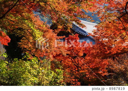 久安寺の紅葉 8987819