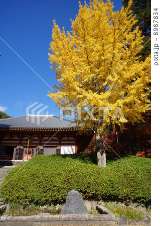 久安寺のイチョウ 久安寺のイチョウ 8987834