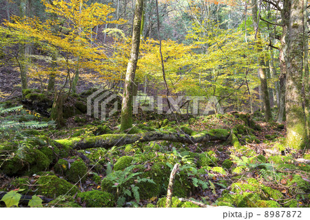 富士山　青木ヶ原樹海 8987872