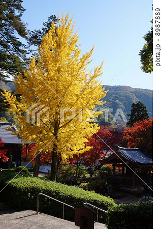 久安寺のイチョウ 久安寺のイチョウ 8987889