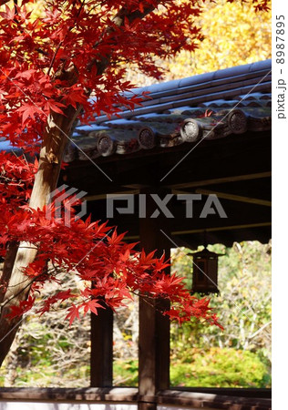 久安寺の紅葉 8987895