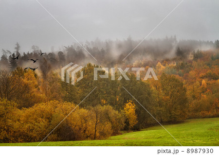 Fog over the autumn forest 8987930