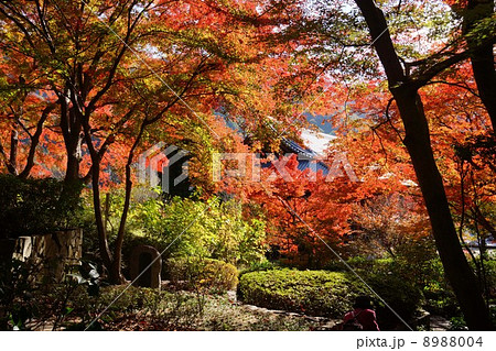 久安寺の紅葉 8988004