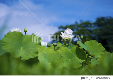 白い古代蓮 白い古代蓮 8988005